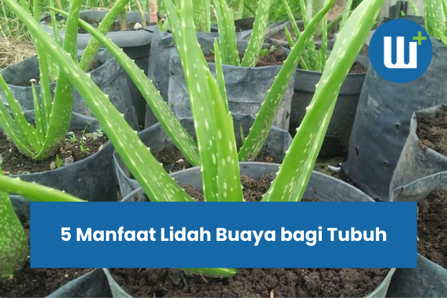 5 Manfaat Lidah Buaya bagi Tubuh